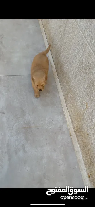 puppy Golden Retriever جرو جولدن رتريفر