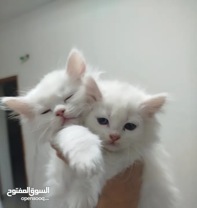 5 قطط للبيع موجودين في عناتا ضوحي القدس