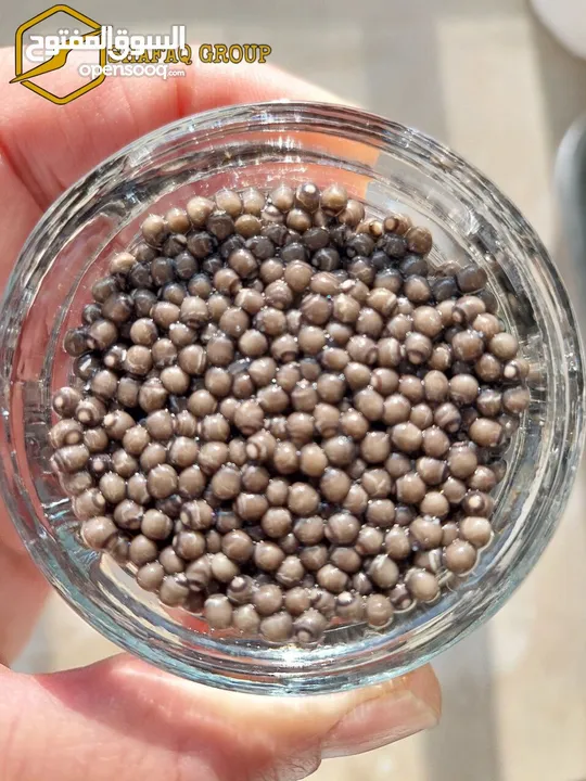 BELUGA GRAY CAVIAR from the Caspian sea