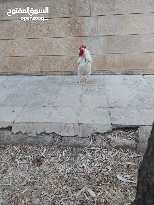 ديوك انجليزي عدد 2 للبيع