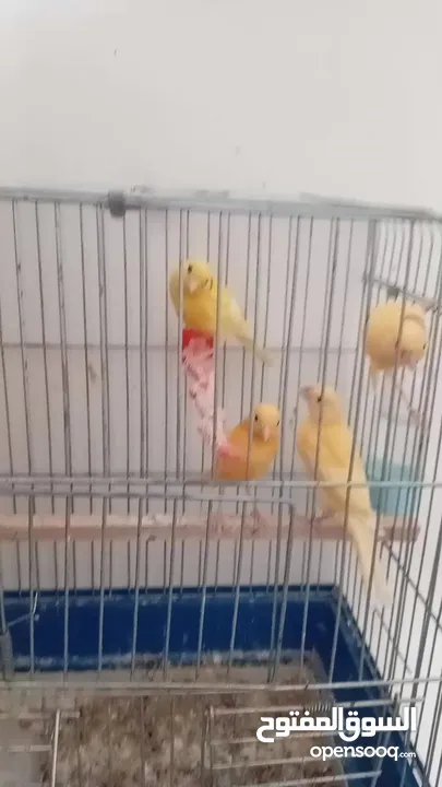 طيور كنار جزري