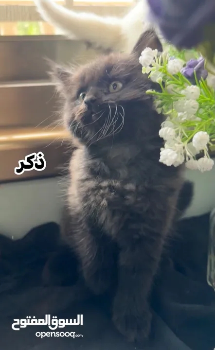 اربع قطط مكس هملايا وشيرازي انغورا للبيع :)
