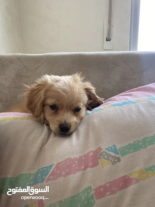 Pure Mini Golden Retriever Puppy for Sale – 2 Months Old (Male)  بيور كلب ميني جولدن ريتريفر للبيع