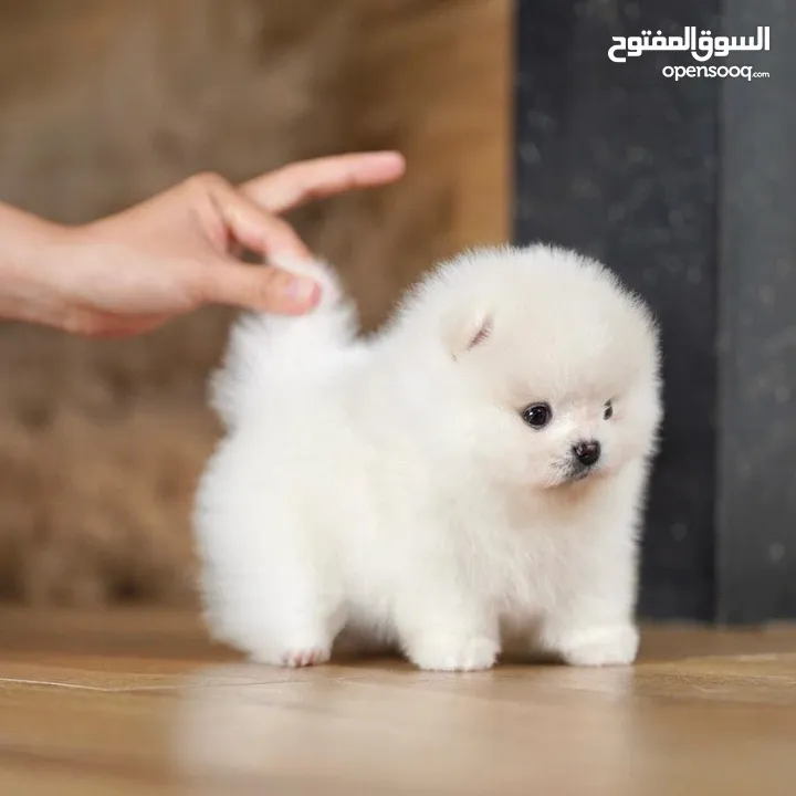 Excellent Teacup Pomeranian Puppies For Sale