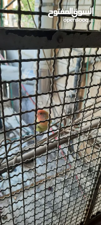 شقة للايجار