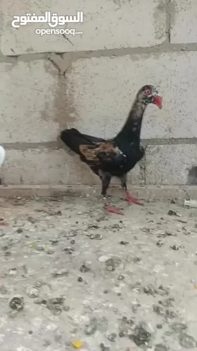 مخاليف سلافر
