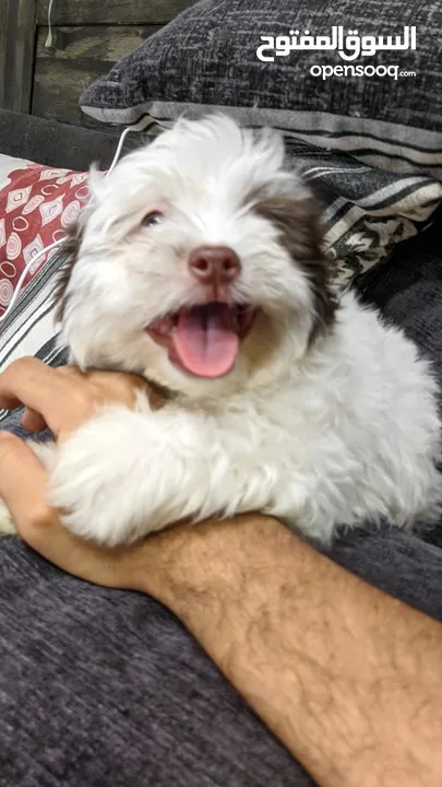 جراوي شيتزو - Shitzu puppies