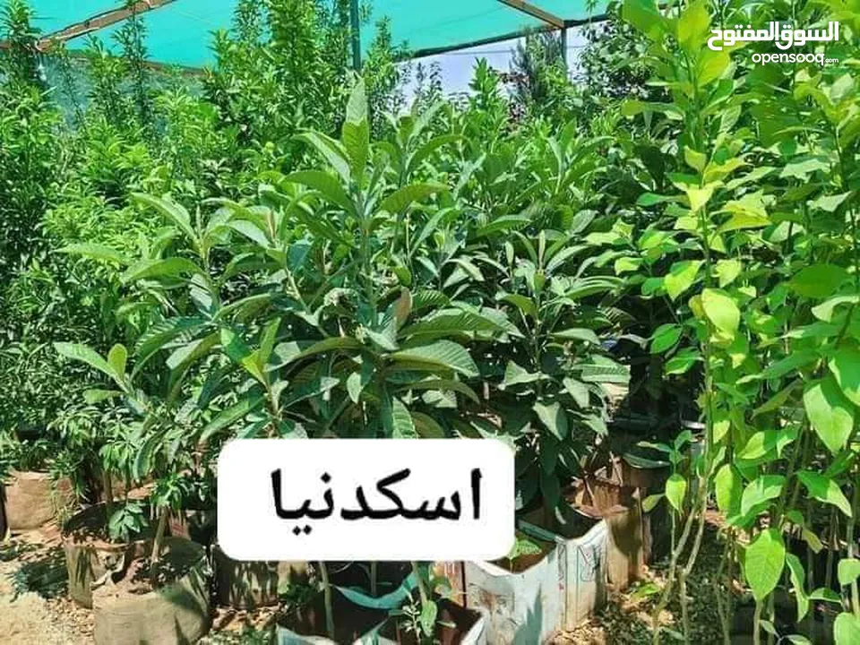 اشجارة مثمرة وزينة