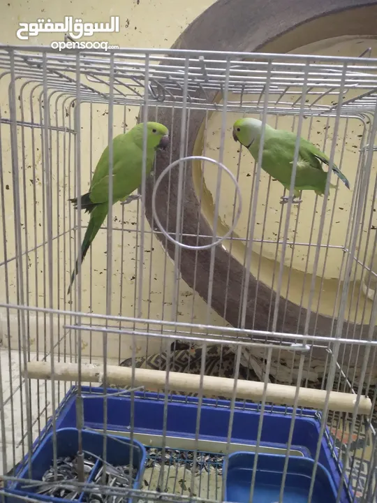 جوز ببغاء الدره للبيع  اقراء الوصف