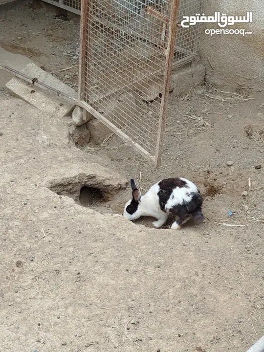 بيع ارانب عمانية