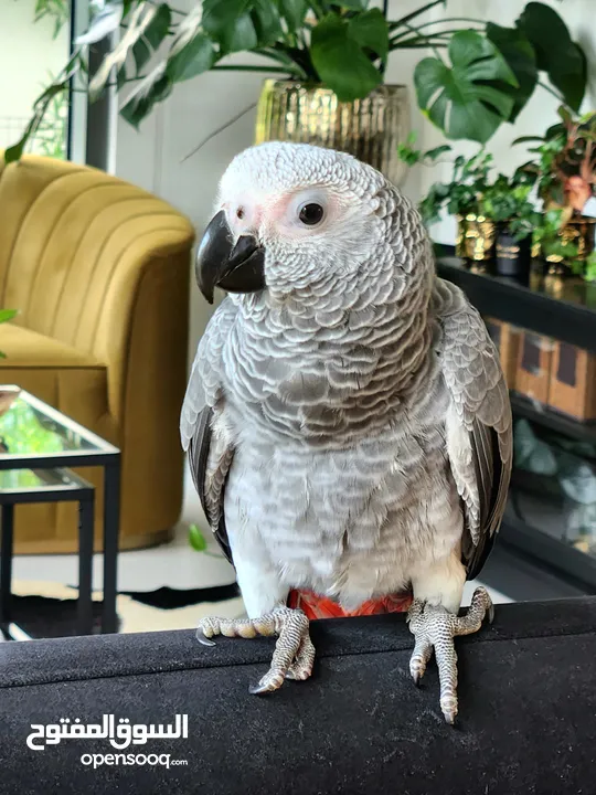 Baby African Grey VERY TAME AND TRAINED 12 WEEKS