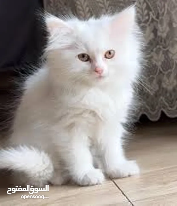 قطط لتبني بشروط