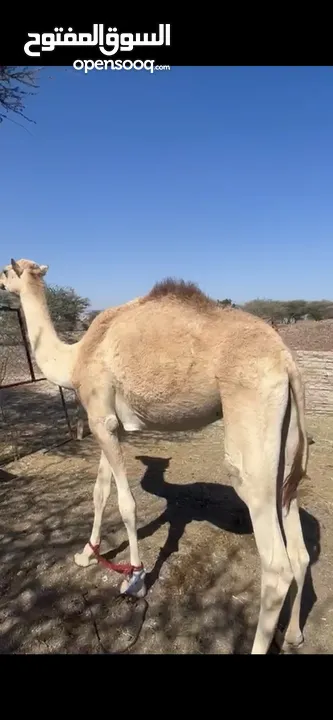 للبيع بكره فطيم و جعود لجي سمان