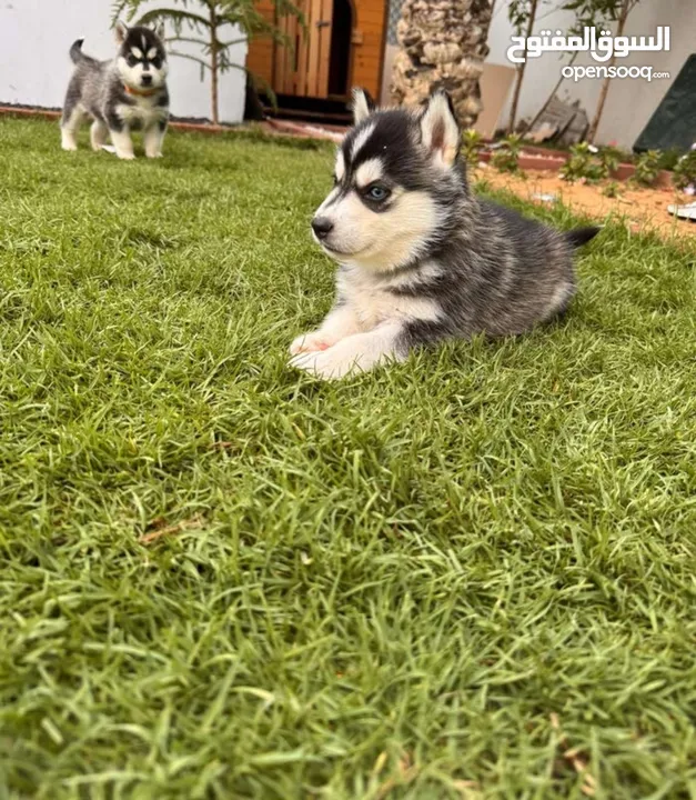 Husky female 3month old