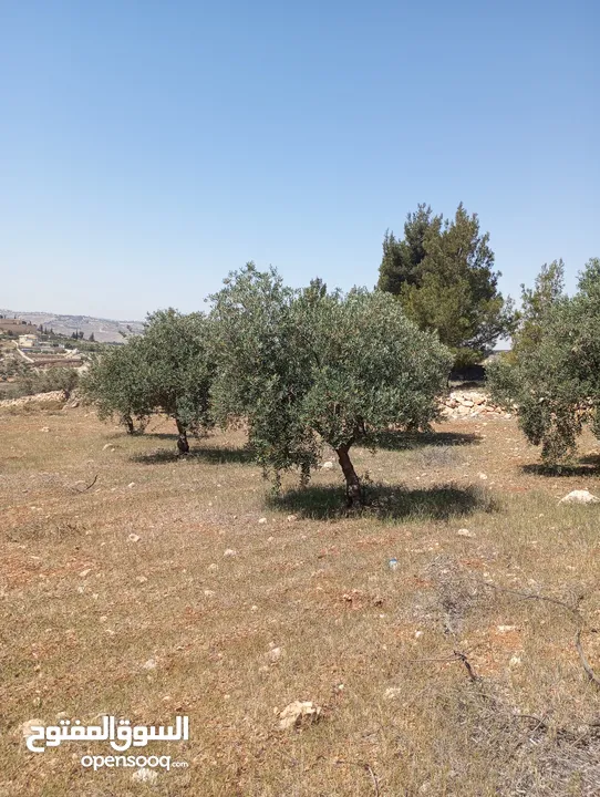 750م سكن ب حوض ابو الغزلان العال والروضة بسعر مغري للجادين مشجره إطلالة غربيه