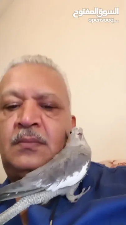 طائر كوكتيل أليف  للبيع