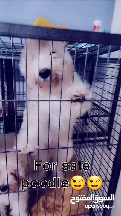 بيور بودل للبيع  pure poodle for sale