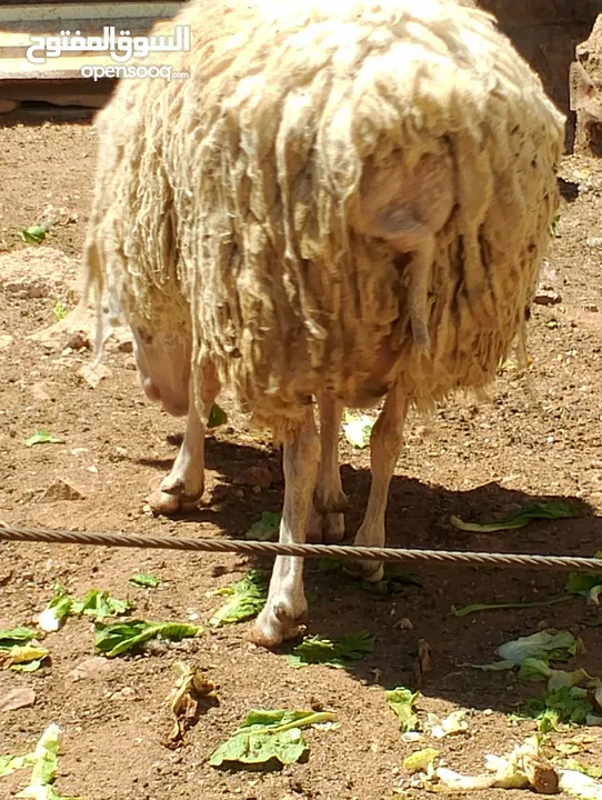 فحل خاروف عساف