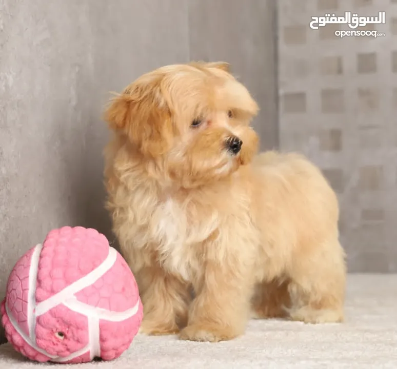 Maltipoo  جراء مالتيبو