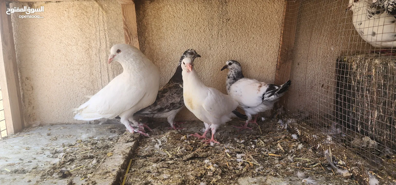 زوج حمام مالطي مع فراخه