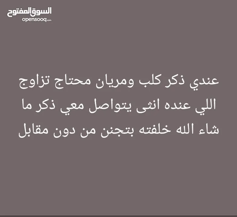 ذكر كلب