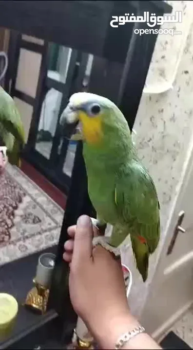 بسم الله ما شاء الله التفاصيل بالوصف