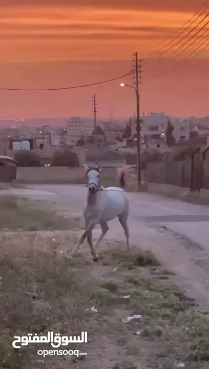 حصان عربي واهو