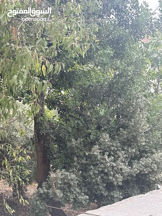 خروب للبيع على شجرته وموجود شوالين