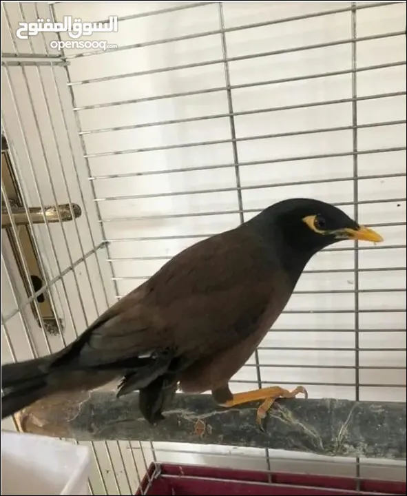 بيض بلدي اقفاص طيور مينا