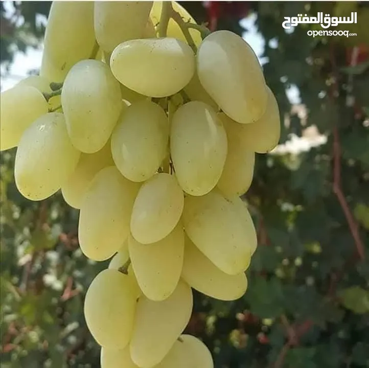 زراعة جميع انواع النباتات والفواكه والحمضيات