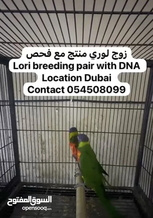 Lori breeding pair with DNA very Very healthy and active  زوج لوري منتج مع فحص