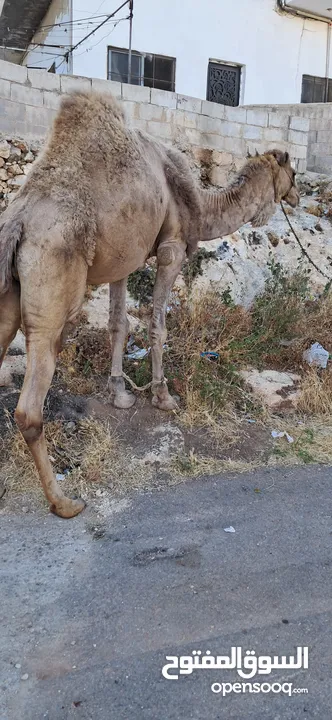 جمل ضحيه بصلاه عالنبي