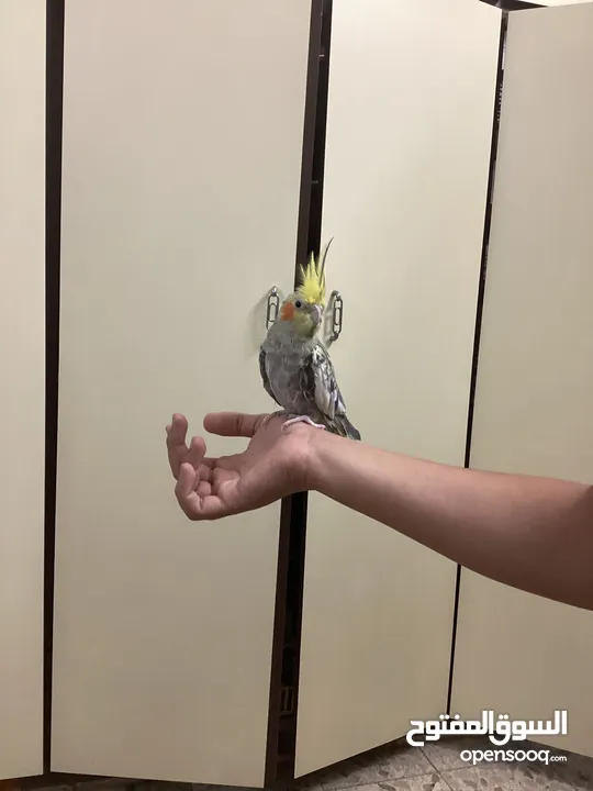 عصفور ككتيل اليف للبيع