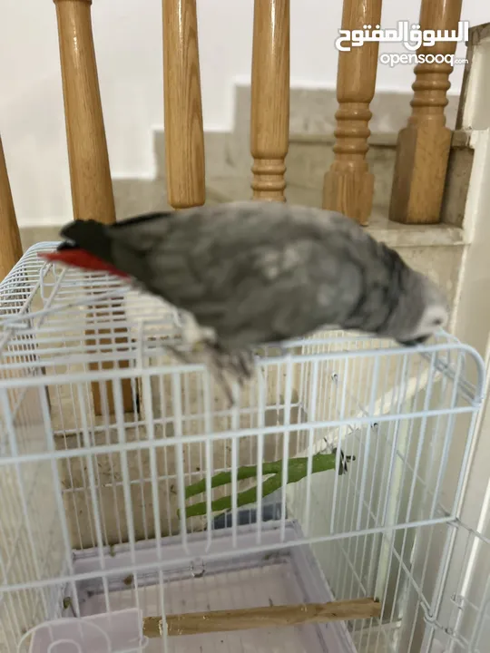 African grey parrot (1 - 2) year old معا كل اغراضه