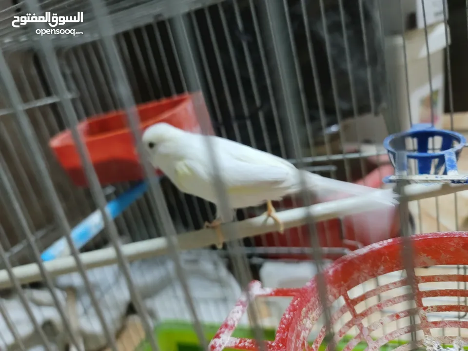 فحل كوكيتل محجل & فحل كنار شغالات 100% للبدل على درة او جرين شيك اليف