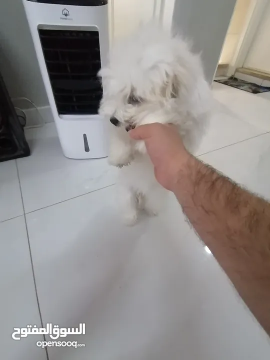 ذكر وانثى  فرنش تيرير عمر شهرين الأنثى والذكر سنتين puppy 2-months - French Terrier female & boy