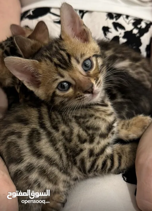 Pure  bengal kittens