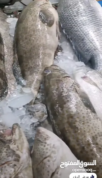 أسماك طازجة يوميا