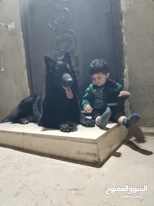 ذكر جيرمن رويال بلاك شولاين