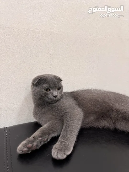 British shorthair and Scottish fold(gray)