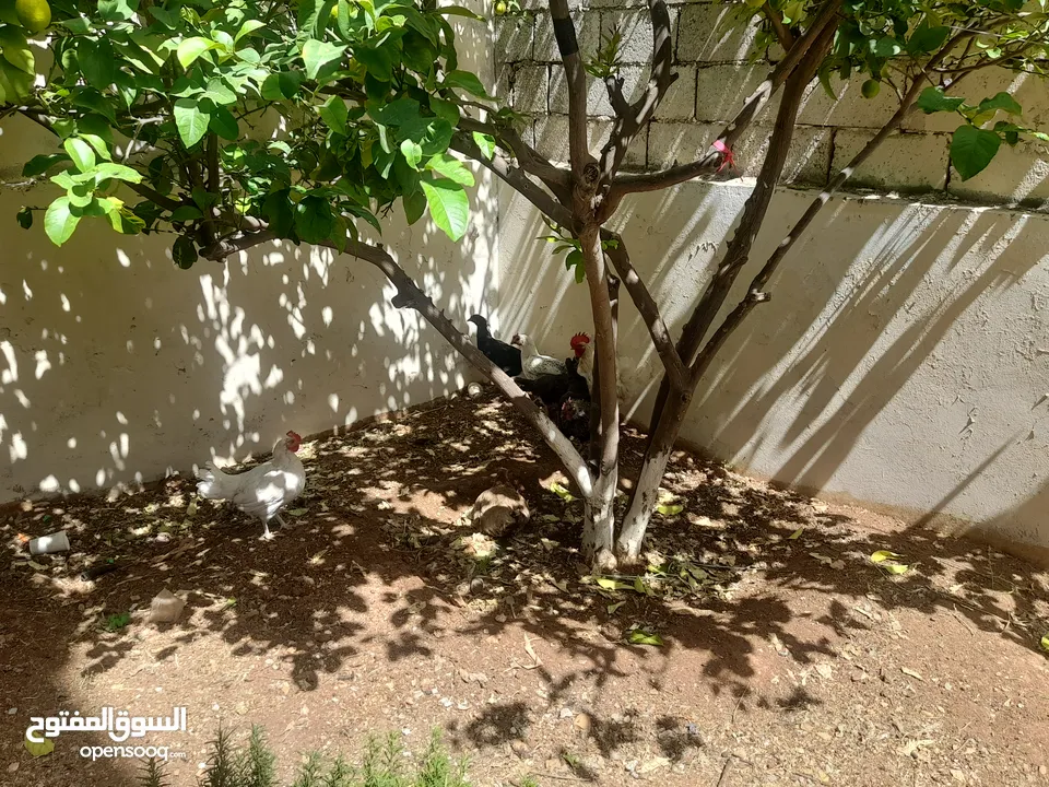 دجاج بلدي للبيع  6 دجاجات وديك
