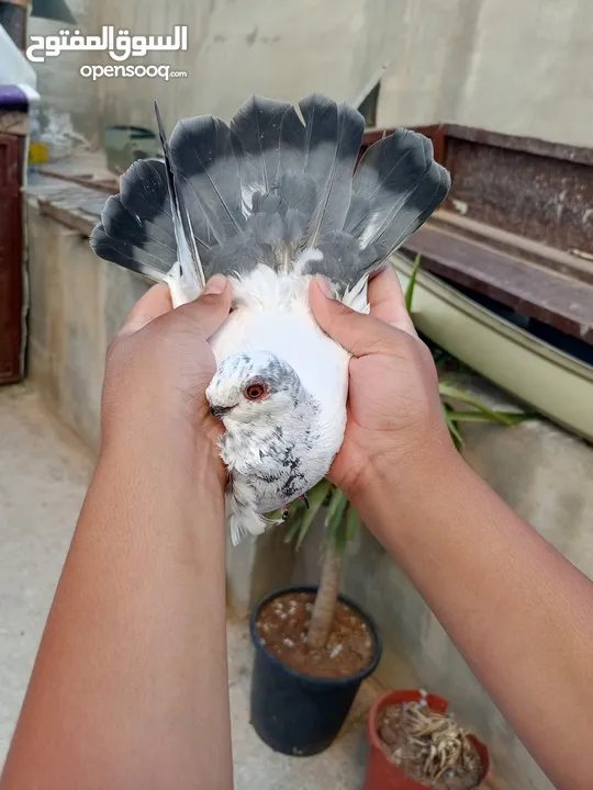 جوز ذبابنا زرق للبيع شغالات