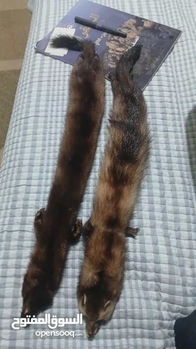 حيوان mink محنط الحيوان نادر