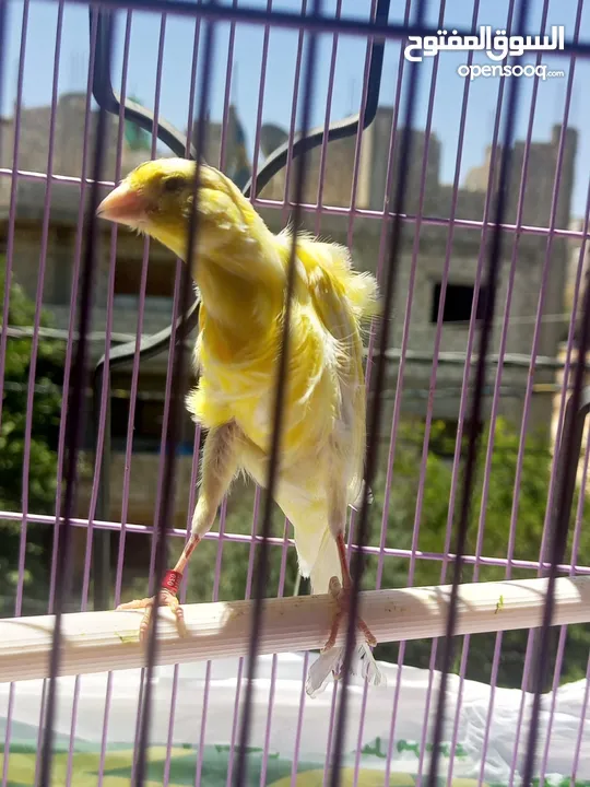 عصافير وطيور للبيع