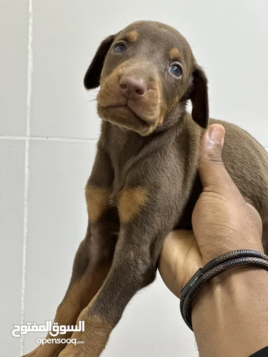 Doberman  males and females available