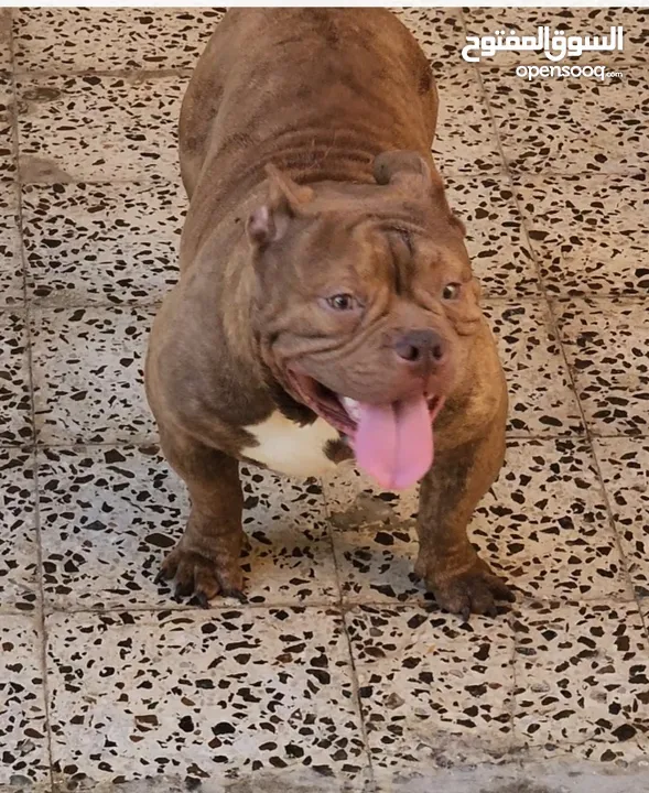 AMERICAN BULLY MALE