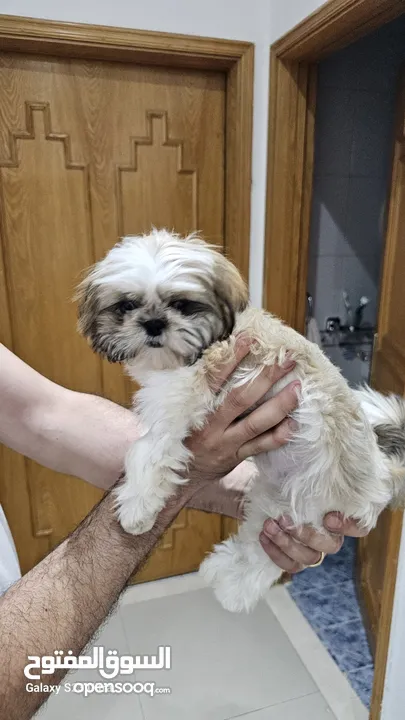 Adorable 6-Month-Old Female Shih Tzu Puppy  