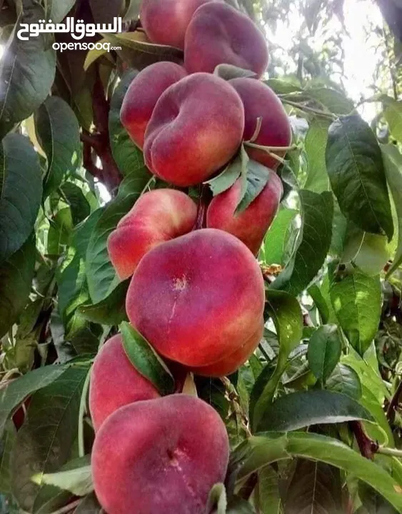 مشاتل المملكة الزراعية لتنسيق الحدائق