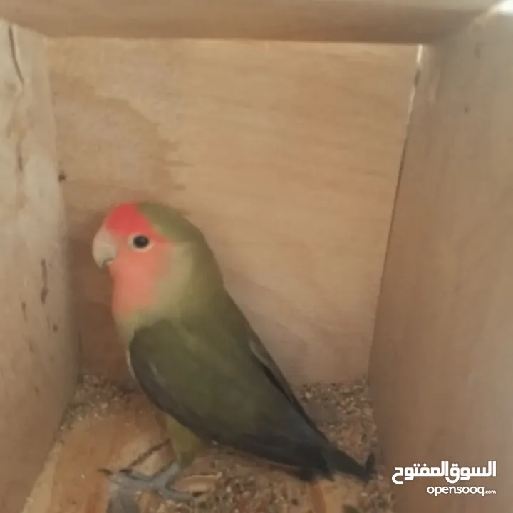 جوز روز شغال100٪