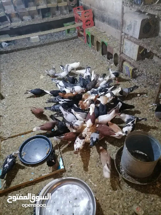 حمام مشكل للبيع
